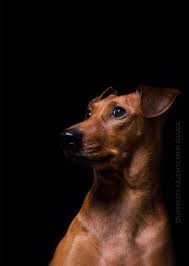german pinscher head hunde dobermann