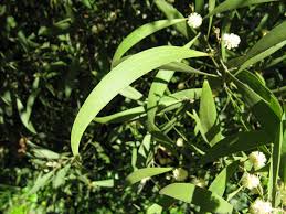 Image result for Acacia melanoxylon