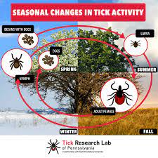 The Tick Lifecycle Lyme Tick Borne Disease Testing Statistics