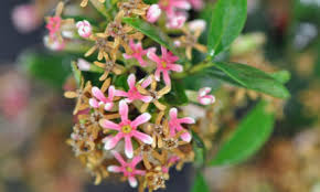 Image result for Heywoodia lucens