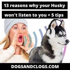 Check spelling or type a new query. 13 Reasons Why Your Husky Won T Listen To You 5 Tips