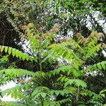 Image result for Antrocaryon