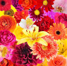 Visualizza altre idee su fiori, rose meravigliose, bellissimi fiori. Immagini Stock Sfondo Di Bellissimi Fiori Motivo Floreale Senza Soluzione Di Continuita Image 68451918