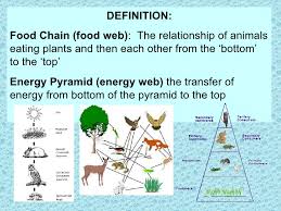 Plants rely on the soil, water, and the sun for energy. 1st Relationships Food Chains Notes On Energy Flow Energy Webs
