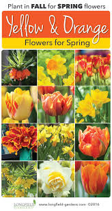 Flower yellow orange yellow flower orange flower orange yellow flowers background red nature bloom green bright tulip color keukenhof holland flora tulips spring blossom leaf wallpaper season colorful netherlands summer pattern texture autumn fall petal bulbs leaves tree abstract decoration. 17 Orange Yellow Flowers Ideas Longfield Gardens Yellow Flowers Flowers