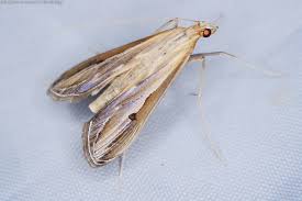 Image result for Euclasta