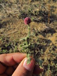 Image result for Sphaeranthus gomphrenoides