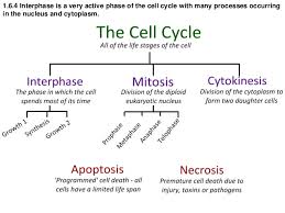Ib Biology 1 6 1 1 Slides Mitosis Stem Cells