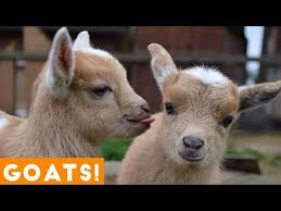 Pets For Kids Try Not To Laugh Animals Cute Funny Goat Fail Compilation April 2018 Youtube Goats Funny Funny Animal Fails Funny Animal Videos