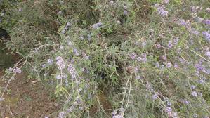 Image result for Melaleuca lateritia