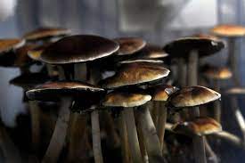 Magic Mushrooms Grew In Man S Blood After He Injected Them As A Tea Report National Globalnews Ca