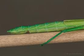 Image result for Mostuea batesii