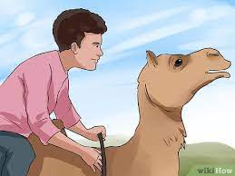 So just how long can a camel go without water before its hump starts to slump? How To Regain Control Of A Spooked Camel 14 Steps With Pictures