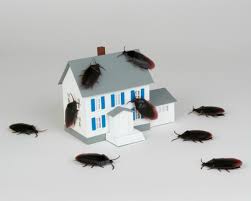 While roaches might seem humongous, they're actually capable of flattening their bodies. Moving And Leaving The Cockroaches Behind Thriftyfun