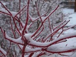 Hartriegel Im Schnee Schnee Garten Riegel