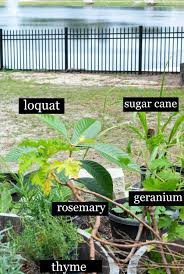 They are also very rich in astringent tannies, and triterpenic aromatic substances. Loquat Fruit Healthier Steps