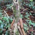 Image result for Pandanus candelabrum