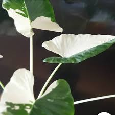 Tanaman Hias Keladi Alocasia Alocasia Varigata Lompong Parigata Lazada Indonesia