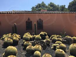 Cactus Aesthetic By Benji Shade Photo Stock Snapwire 25 best cactus aesthetic ideas | plant aesthetic, cactus. photo by benji shade cactus aesthetic