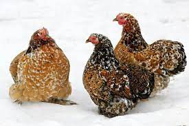 Mille Fleur Cochin Hens Polli Da Cortile Galline Polli