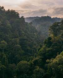 Orangutan Jungle Trekking In Bukit Lawang Complete Travel Guide Northabroad Jungle Photography Nature Aesthetic Nature Photography