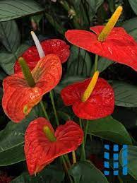 Lakanthurium Anthurium Andraeanum Planten Kamerplanten Bloemen