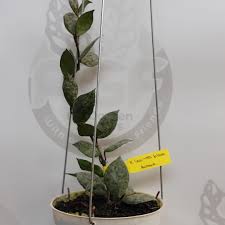 Image result for Olax aschersoniana