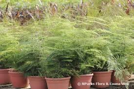 Image result for Asparagus setaceus