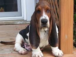 Find basset hound puppies and breeders in your area and helpful basset hound information. Baby Basset Hound Puppies For Sale In Ohio Petsidi