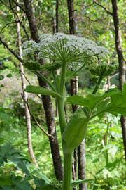 Image result for Heracleum