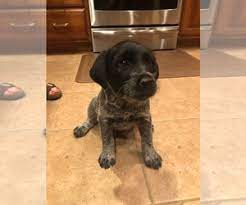 All are griffon puppies are out of hunting stock, but they also make great companions. View Ad Australian Cattle Dog Wirehaired Pointing Griffon Mix Litter Of Puppies For Sale Near Nebraska Kearney Usa Adn 184281
