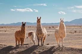 Image result for llama