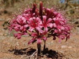 Image result for Ammocharis tinneana