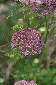 Daucus Carota Dara Is A Colorful Cultivar Of Queen Anne S Lace Garten Bepflanzen Blumen Pflanzen Blumen Anbauen
