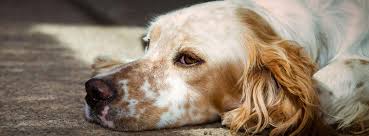 The spotted dog von kerry greenwood bei thalia entdecken 15 Spotted Dog Breeds See How Many You Recognize