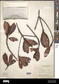 Image result for Rhizophora racemosa