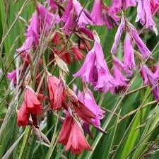 Image result for Dierama densiflorum