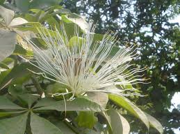 Image result for Pachira glabra