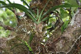Image result for Angraecum chamaeanthus