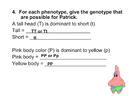 Spongebob genetics answer key each question. Bikini Bottom Genetics Practice 4 02 Answers