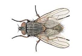 Pin By Victoria Eguiguren On D E T A I L S Insect Art Animals Bugs Insect Anatomy