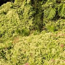 Image result for Aidia micrantha