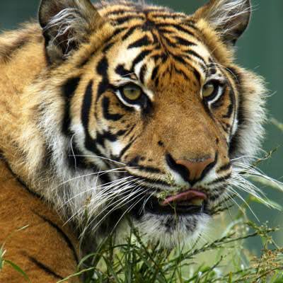 The critically endangered Sumatran Tiger in its natural habitat, buatan AI