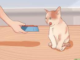 kak prigotovit syroj korm dlya koshek 10 shagov