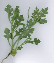 Image result for Oxygonum