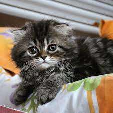 satilik highland scottish fold disi fiyat 1000 tl istanbul fatih bilgi whatsapp 05380624482 scottish fold istanbul