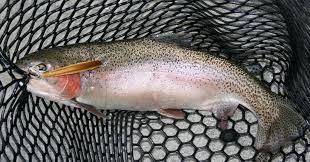 Hunting gear, archery, fishing, boating & atv, camping Jerkbaits For Trout How To Catch Big Trout With A Jerkbait