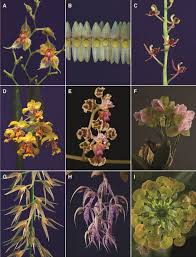 Image result for Habenaria tenuispica