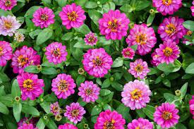 How To Care For Zinnias Hunker In 2020 Zinnias Zinnia Garden Plants