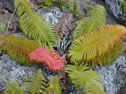 Image result for Maerua andradae